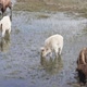Albino Bison grazing in pond along others in small herd - VideoHive Item for Sale