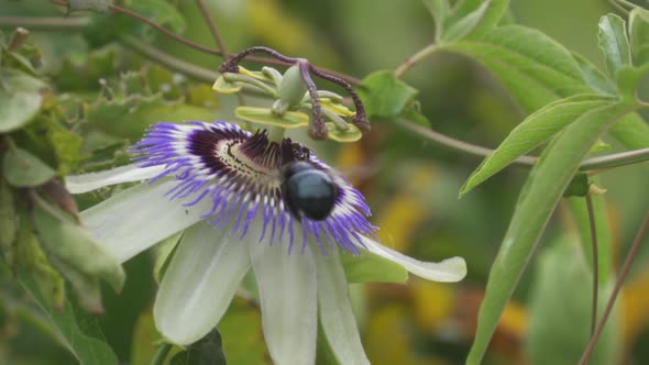 Close up of a black bumblebee flying over a blue crown passion flower to collect nectar from it. Slo