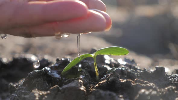 Hand of Farmer Watering to Small Green Plant in Garden