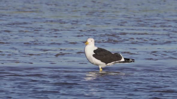 Kelp Gull Standing In Shallow River With Flowing Water Under The Sunlight. static