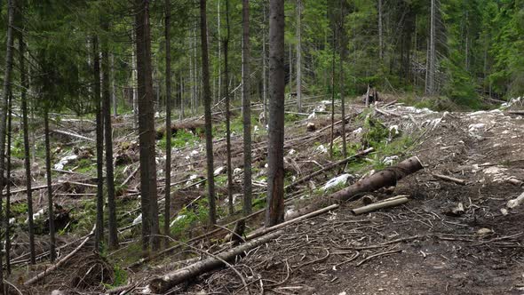 Deforested Area With The Cut Down Trees 3