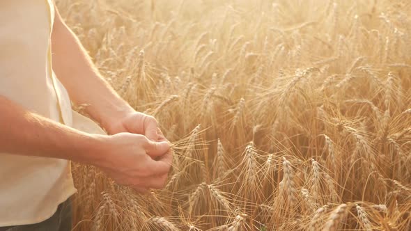 A Farmer Agronomist Evaluates Wheat in a Field at Sunset