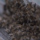 Bees at the entrance to the hive - VideoHive Item for Sale