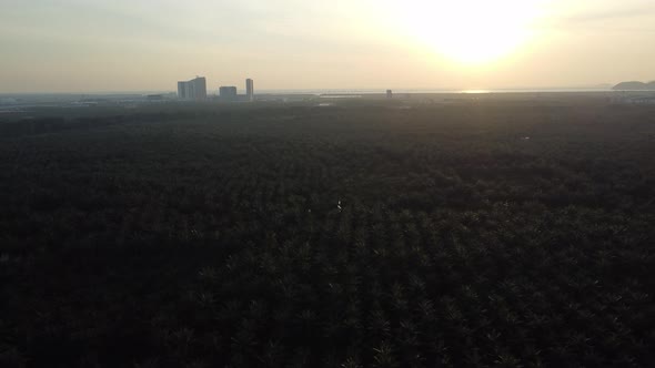 Aerial view oil palm in evening sunset.