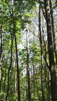 Vertical Video of Green Forest By Day