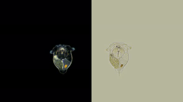 Rotifer Synchaeta Sp. Under a Microscope, Synchaetidae Family, Freshwater