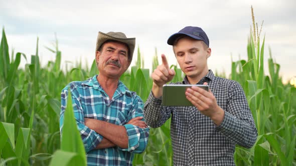 Two Farmers Stand in Corn Field Discuss Harvest Crops