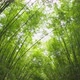 Japanese Bamboo Forest. Tall trees at Arashiyama in travel holidays vacation - VideoHive Item for Sale