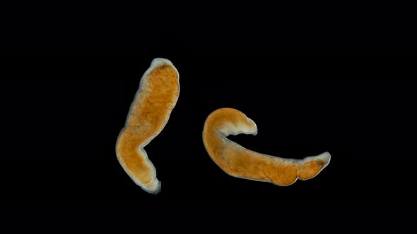Nemertea Worm Under the Microscope, Supertype Spiralia, Vast Majority of Predators, Also Scavengers