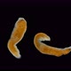 Nemertea Worm Under the Microscope, Supertype Spiralia, Vast Majority of Predators, Also Scavengers - VideoHive Item for Sale