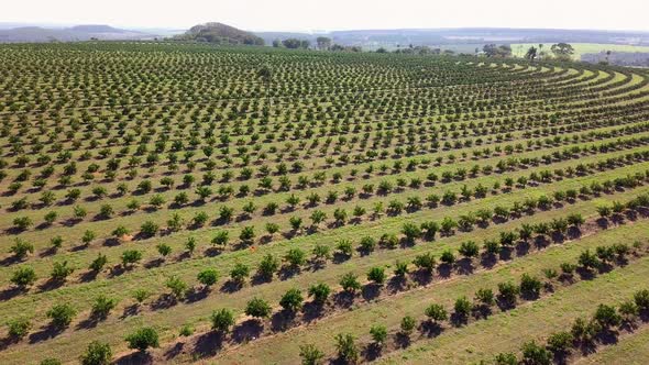 Descending over orange plantation landscape, tilting slightly upwards. Aerial.