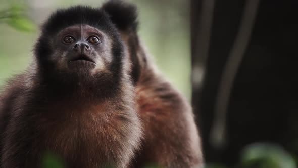 Capuchin monkey emotionally looks around with beautiful side light