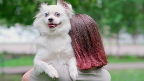 A Charming White Fluffy Dog with Pigeon Eyes Sits in a Woman's Arms While Walking on a Summer Day