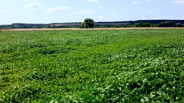 Aerial Drone View Flight Over a Field of Green Grass on a Sunny Summer Day