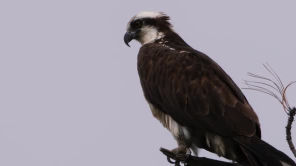Close up of an osprey on a grey morning watching the surrounding area.