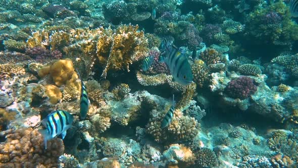 Tropical Coral Reef, Underwater Fishes in Ras Mohamed, Sharm El Sheikh, Egypt