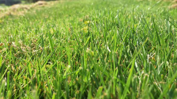 Low angle macro close up ofing through grass blades