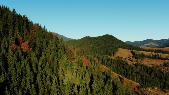 Picturesque Drone View of Coniferous Trees Growing on Hill Slopes Against Cloudless Blue Sky in