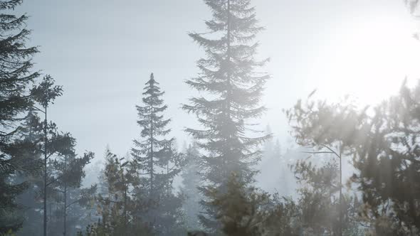 Misty Nordic Forest in Early Morning with Fog