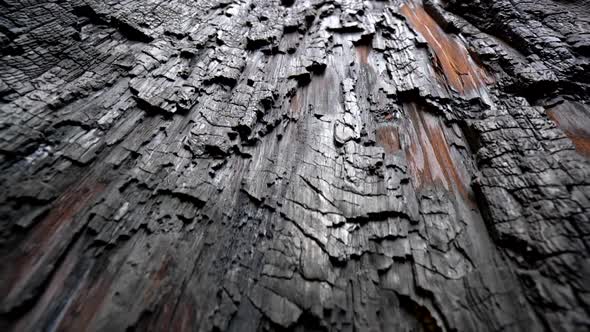 Consequence of Global Warming Texture of Zoomed in Burnt Sequoia Tree in Sequoia National Park