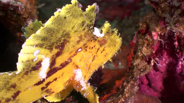 Leaf Scorpionfish (Taenianotus triacanthus) close up shot