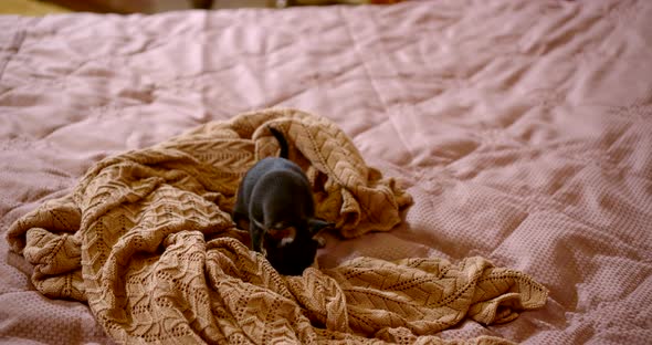 Small Black Chihuahua Puppy Is Standing on Blanket Over Bed in House