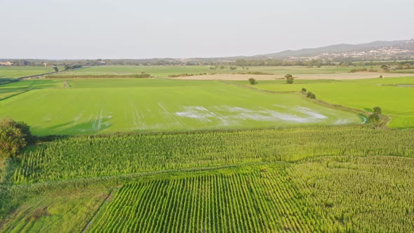 Tilt down aerial over vast fields of sunflowers covering the Emporda landscape. Catalonia Spain