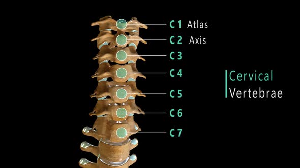 Vertebral Column Anatomy Labeled