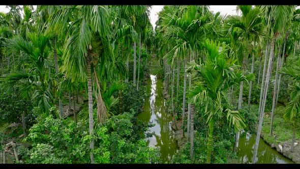 Aerial View of a Palm Tree Plantation in Nakhon Pathom Thailand