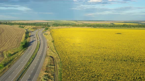 Highway Road And Sunflower Field 4