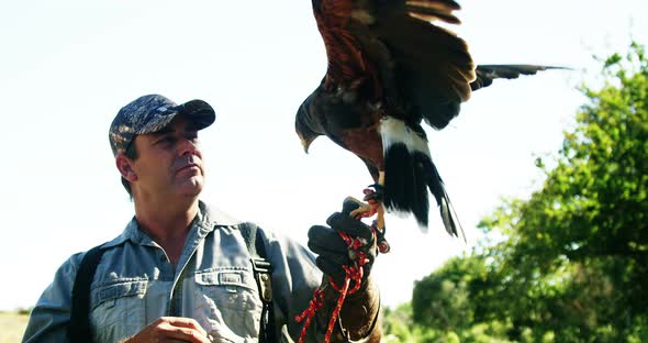 Falcon eagle perching on mans hand