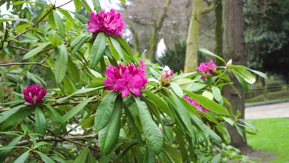 Rhododendron blooming flowers in the park.