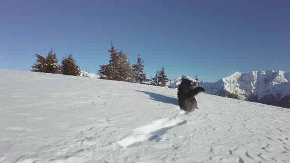 Bergamasco Shepherd Dog In The Fresh Snow In The Mountains