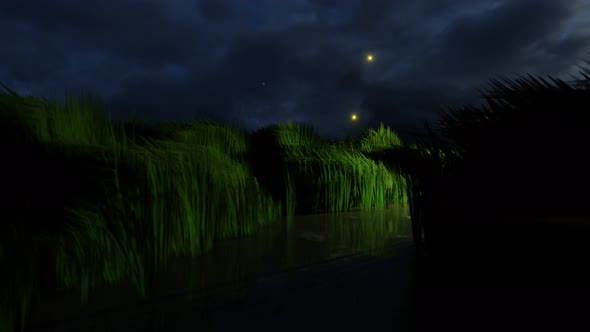 Grass Loop | Grass At Night With Fireflies Loop