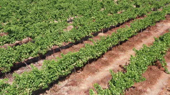 Rows of mature Grape vines, Drone footage.