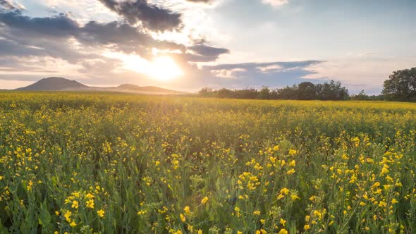 Rapeseed Plantations Against The Backdrop Of The Mountain Hyperlapse 2