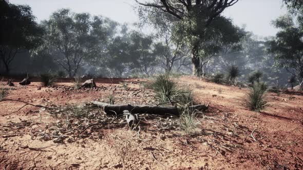 Dirt Track Through Angophora and Eucalyptus Forest