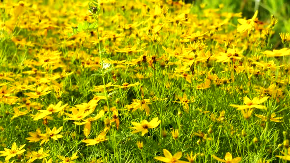 Yellow Garden Flowers In The Sun In The Afternoon 