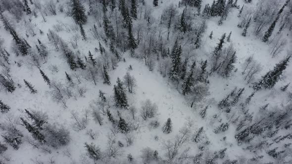 Northern Frozen Winter Coniferous Forest