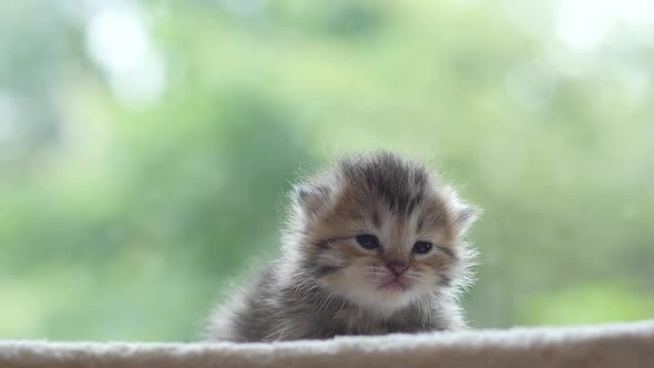 Close Up Of Cute Newborn Kitten Looking At Camera Slow Motion 