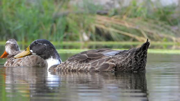 Wild Duck Bird Family in Natural Lake