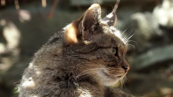 European Wild Cat (Felis silvestris)