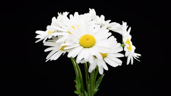 Closeup of Bouquet Wild Chamomile Flowers on the Black