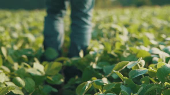 Person walking through soybean field. Man walks through farm field. Agriculture field with guy in it