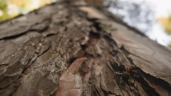 Small Ant Looks for Food on Fir Tree Trunk in Wood