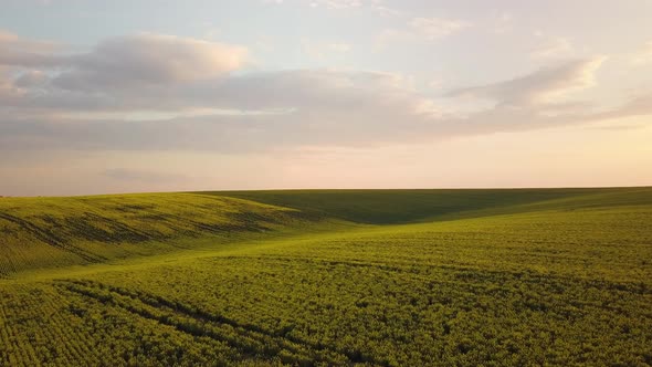 Aerial view of bright green agricultural farm field with growing rapeseed plants at sunset.