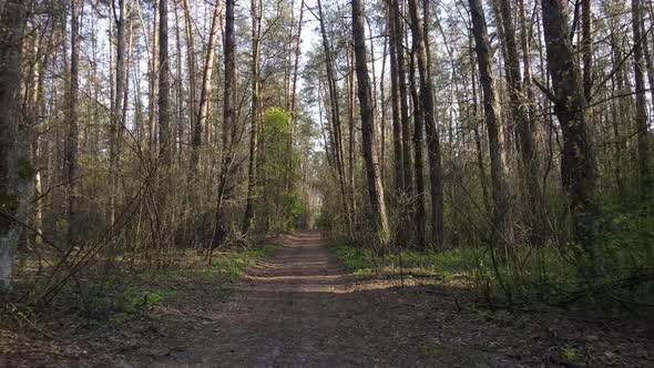 Aerial View of the Road Inside the Forest