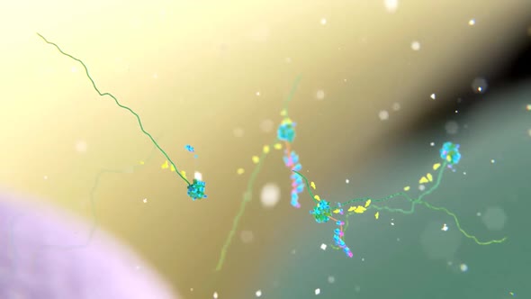 Elucidation of the process of DNA replication. Mitochondrial dna processing