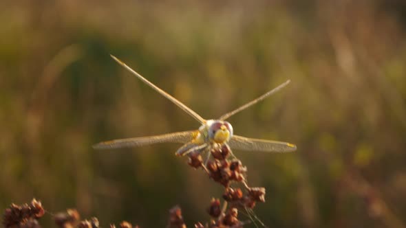 Locked shot of dragonfly resting on a plant