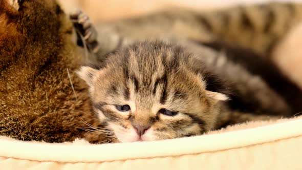 Mom cat and kittens.Scottish fold tabby cats.